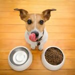 Top 10 Ways Royal Canin Hypoallergenic Food Provides Support